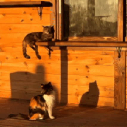 Realistic environment interaction