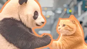 Animal shaking